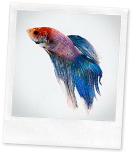 beta-fish